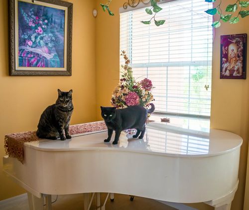 Cats
