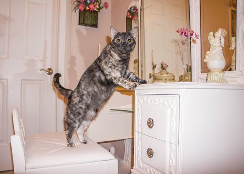 Cats Cats