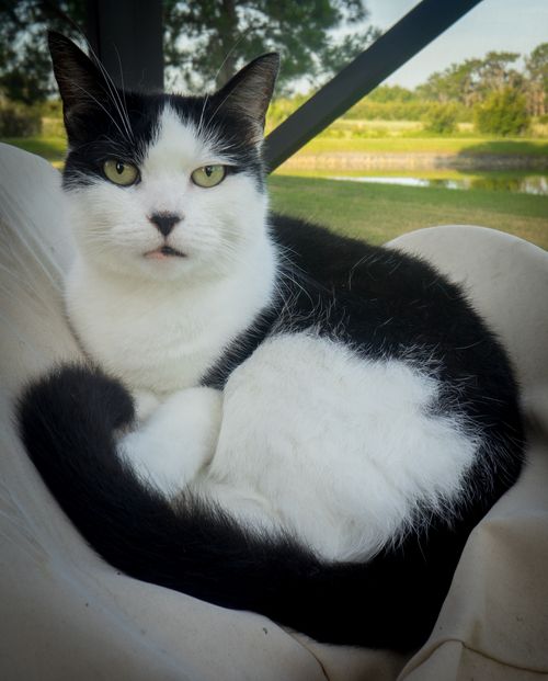 Cat-762079 Cat-762079