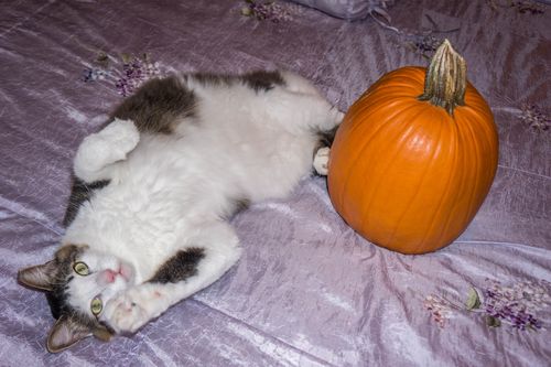 Cat-762079