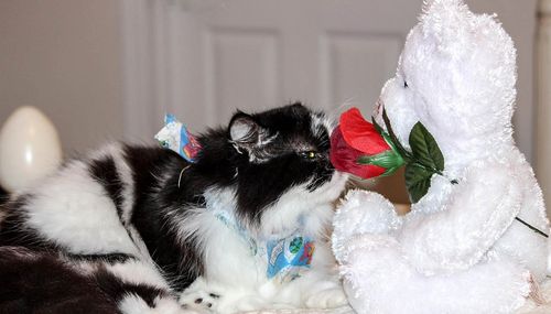 Cats Cats