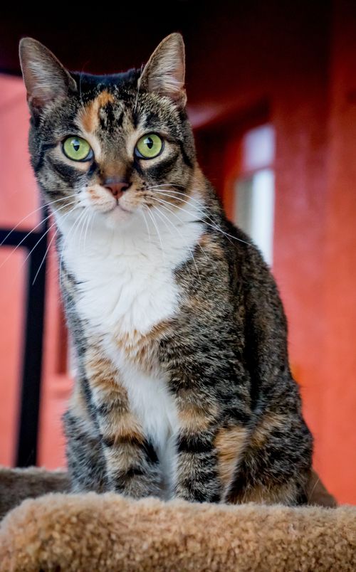 Cat-762079 Cat-762079