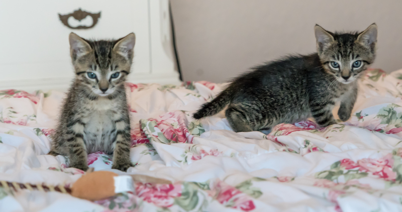 Kittens-1534081