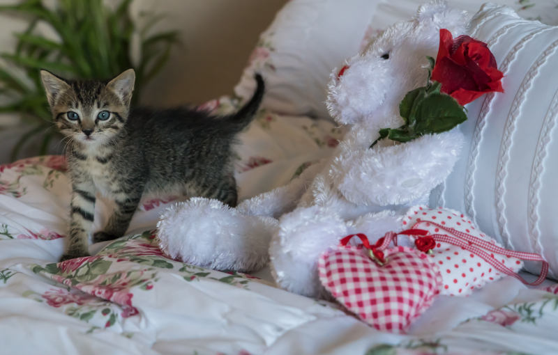 Kittens-1534081
