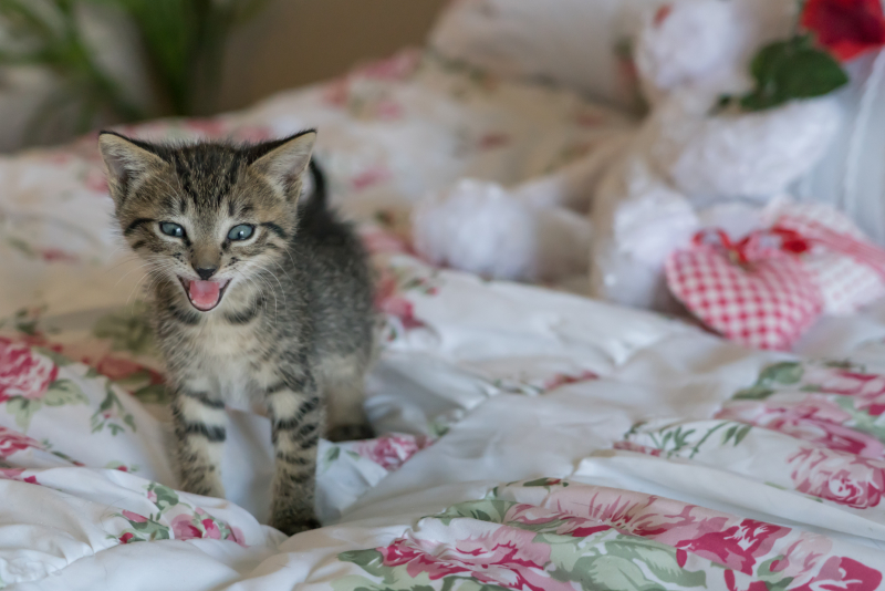 Kittens-1534081