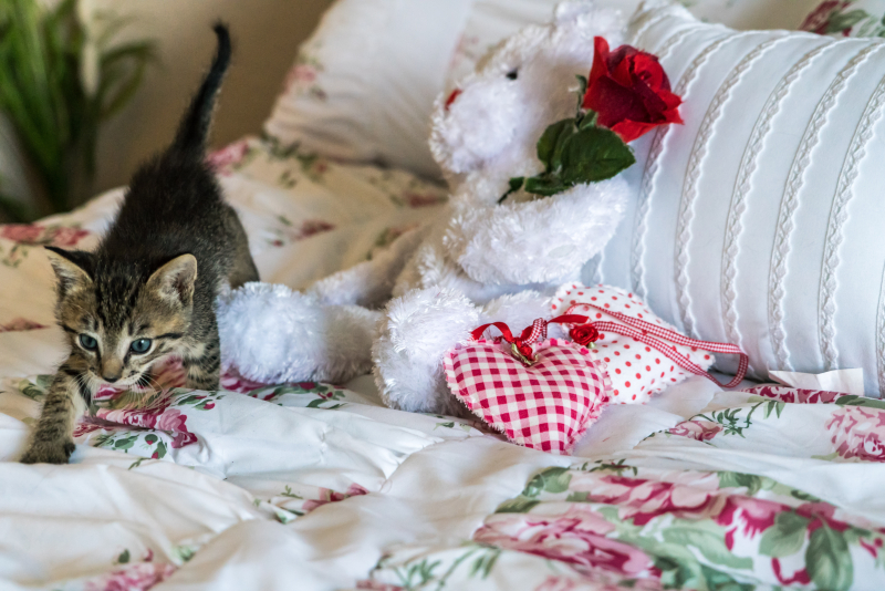 Kittens-1534081