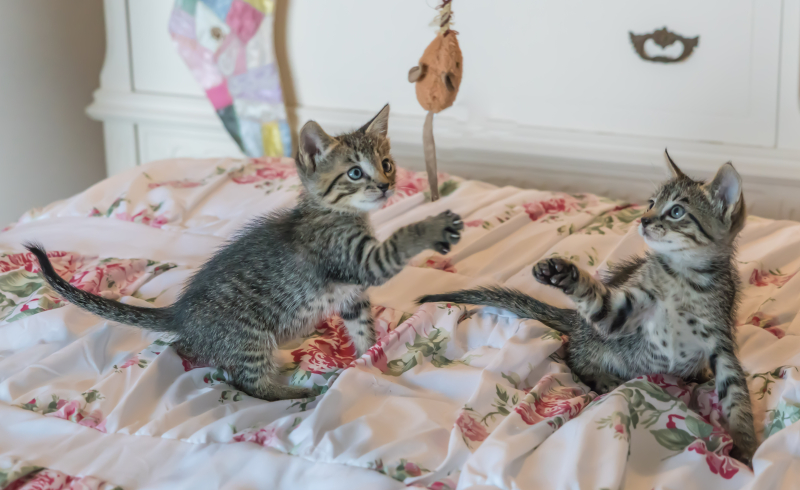 Kittens-1534081